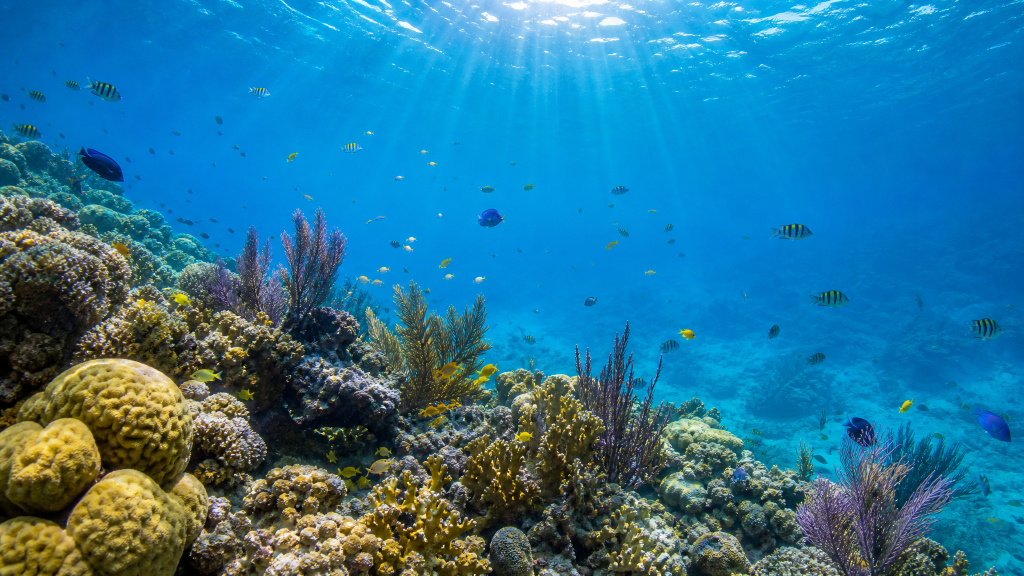 Plongée en Guadeloupe 7 spots pour découvrir un paradis sous-marin unique