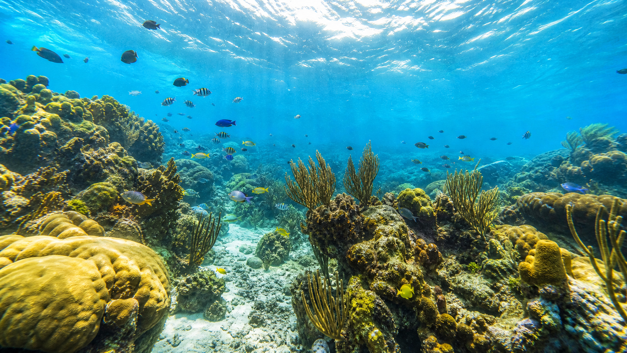 choisir-la-Guadeloupe-plongée-sous-marine